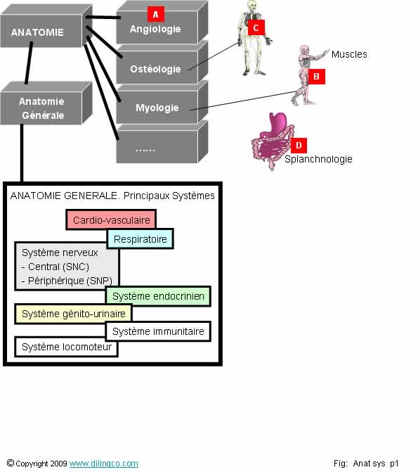 Le système respiratoire  Les systèmes circulatoire et respiratoire