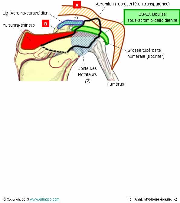  Bourse sous acromo deltodienne