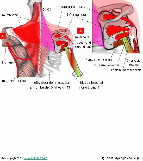 Muscle face postrieure de l'paule 