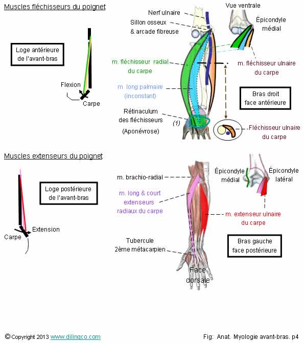 Les nerfs de l'avant-bras - Pathologies des nerfs périphériques