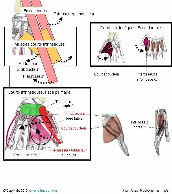  Muscles intrinsques du pouce 