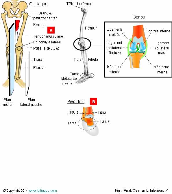 Os membre infrieur   