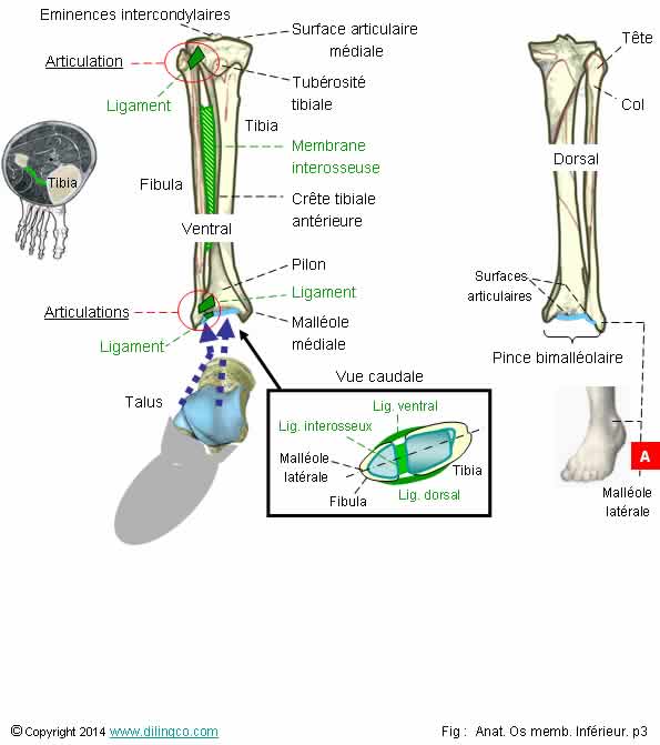  Tibia fibula   