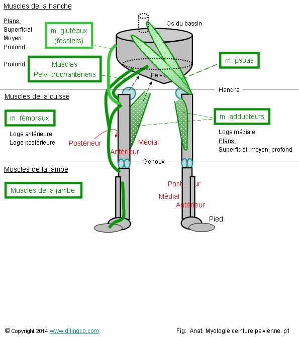a) muscles des régions antérieures du tronc et des épaules ; b