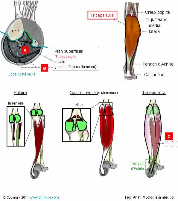  Triceps sural solaire jumeaux  