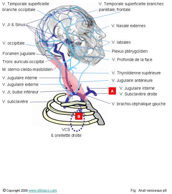 Veines De L\'Encéphale; Grande Veine Cerebrale; Veine Basale; Veine ...
