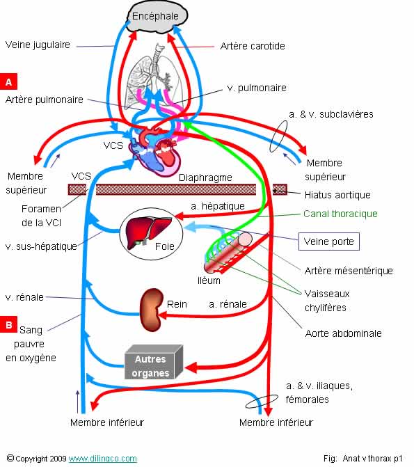 Intestin Grele Anatomie