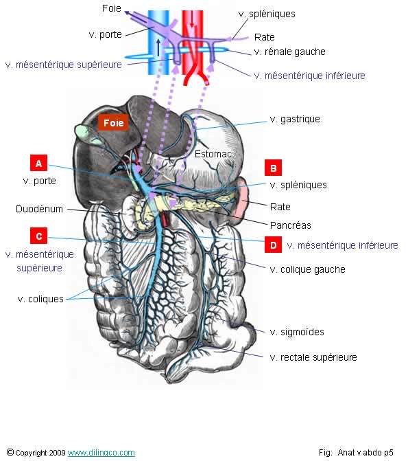 Rectum - JungleKey.fr Image #50