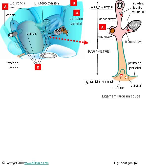 Ligament Large De L\'Utérus; Ligament Large